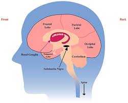 Pin On Brain