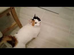 Kedi Ciftlesmesi Youtube