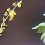 Image result for Crotalaria chrysochlora