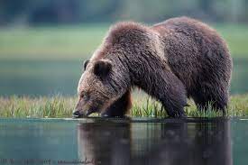 Commercial, residential, restaurant, food, portrait, interior & exterior photography. The Photography Of Brad Hill Wildlife Photography Wildlife Animals
