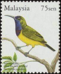 Inilah rahasia makanan burung pleci agar cepat gacor penasaran apa saja makanan kesukaan pleci yang bagus untuk kesehatan tubuhnya? Burung Kelicap Bukit Wikipedia Bahasa Melayu Ensiklopedia Bebas