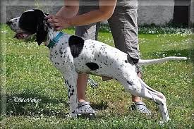 Image result for auvergneský ohař