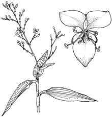 Image result for Aneilema