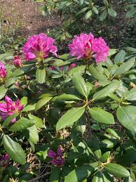 Image result for Eragrostis glandulosipedata