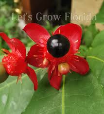Image result for Ochna macrocalyx