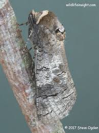 Image result for Cossus cossus