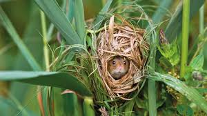Baby field mice are born blind, bald and deaf. The Importance Of Small Mammals Pitchcare
