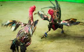 Ayam ini memang dilatih dengan tujuan dapat kalahkan ayam aduan lainnya seperti ayam bangkok. Cara Membedakan Ayam Aduan Vietnam Ori Dan Asli Dengan Benar