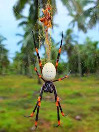 Tongan Giant Spider Nephila Tetragnathoides By Rogus Jungledragon Pet Spider Spider Giant Spider