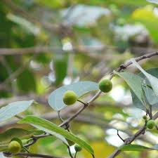 Image result for Ficus exasperata