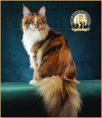Photos Of Grand Champion And Grand Premier Maine Coon Cats