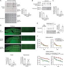 View beth levine's profile on linkedin, the world's largest professional community. A Becn1 Mutation Mediates Hyperactive Autophagic Sequestration Of Amyloid Oligomers And Improved Cognition In Alzheimer S Disease