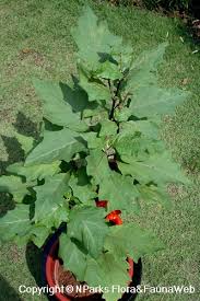 Image result for Solanum aethiopicum