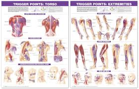 Trigger Point Chart Set Torso And Extremities 2nd Edition Laminated