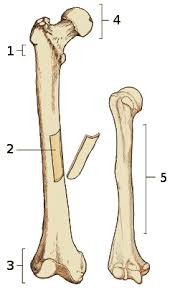 Skeleton anatomy scheme with greater tubercle, deltoid. Free Anatomy Quiz The Anatomy Of Bones Quiz 2