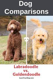 Which puppy breed will better fit your family? Labradoodle Vs Goldendoodle Breed Differences Similarities Labradoodle Vs Goldendoodle Labradoodle Puppy Goldendoodle