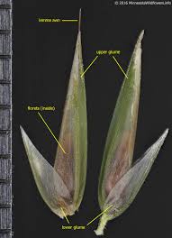 Image result for Anthoxanthum