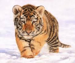 Snow Tiger Pic Posted By Zoey Thompson