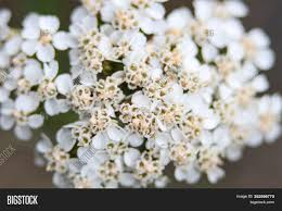 Find great deals on ebay for pure white flower bouquet. Light Airy Bouquet Image Photo Free Trial Bigstock