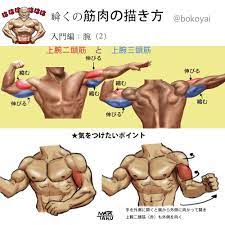 瞬く 絵のお仕事募集中 on twitter anatomia corpo corpo umano