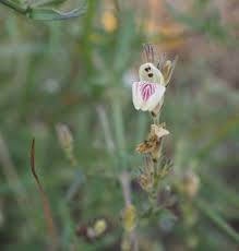 Image result for Crepidorhopalon schweinfurthii