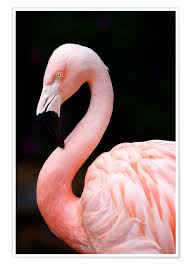 Give us a call or send us an email and let us know what you think. Rosa Flamingo Poster Online Bestellen Posterlounge De