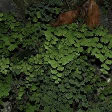 Image result for Adiantaceae