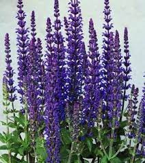 Pin On French Flowers Color For Yard