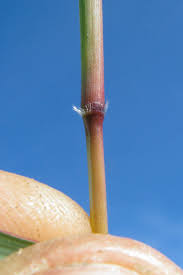 Image result for Dichanthium aristatum