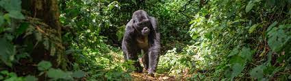 Nature conservancy uganda, kampala, uganda. Faszinierendes Uganda Entdeckt Die Perle Afrikas Urlaubsguru De