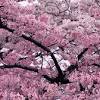 Japan cherry blossom blossom cherry blossom cherry blossom nature landscape flowers digital blossoms. Https Encrypted Tbn0 Gstatic Com Images Q Tbn And9gct0zd03zpbw96oq5mdpguzqwaqgvo9mmpg1hmaiwleqpvgiiv9o Usqp Cau