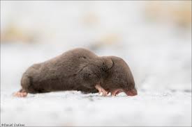 Shrews aren't the sort of wildlife that would normally grab your attention. The Short Tailed Shrew Shrews Charismatic Planet