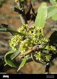 Image result for Gymnosporia senegalensis
