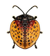 Basement Black Beetle Bug In House Stolas Armirantensis Beautiful Bugs Bugs And Insects Dragonfly Insect