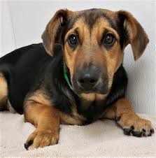 14,674 likes · 23 talking about this · 1,467 were here. Halo Animal Rescue On Twitter Hello I M Siobhan A 7 Mo Shep Mix On The Small Side I M A Friendly Curious Dog Looking For A Furever Home I D Love To Meet You