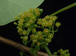 Image result for Cissampelos torulosa