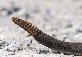 Posts About Rattlesnake Rattle On Roads End Naturalist Rattlesnake Snake Art Snake Tail