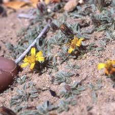 Image result for Heteropyxis dehniae