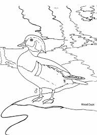 Some birds like to take a vacation and visit ohio during summer. For Kids Montana Waterfowl Foundation
