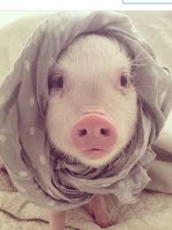 Daniel Senra (daniel_senra)