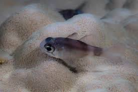 Image result for Neoschumannia cardinea