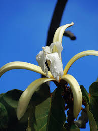 Image result for Pterospermum acerifolium