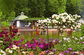 Bei der rose handelt es sich um eine uralte kulturpflanze, die schon um 1500 v. Garten Mit 50 000 Rosenstocken Konigin Rose Und Ihr Hofstaat Wissen Stuttgarter Zeitung