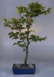 Here is a list of acers that will help you create beautiful winter scenes and let you enjoy. Japanese Maple Bonsai Tree Acer Palmatum Sango Kaku