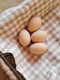 The eggs from the rhode island red chicken are small and shiny brown. Which Breeds Of Chickens Lay Colored Eggs Fresh Eggs Daily