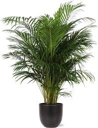 Image result for Chlorophytum pubiflorum