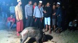 Check spelling or type a new query. Begini Ciri Ciri Babi Yang Diduga Babi Ngepet Kapolsek Sebesar Anak Kambing Kurus Banjarmasin Post