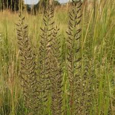 Image result for Pogonarthria squarrosa