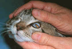 They help manage blood pressure, make hormones, stimulate the bone marrow to make more red blood cells, and remove waste from the blood. Examining And Medicating The Eyes Of Your Cat