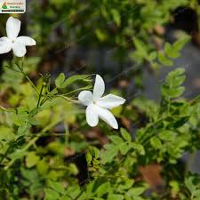 Image result for Jasminum grandiflorum